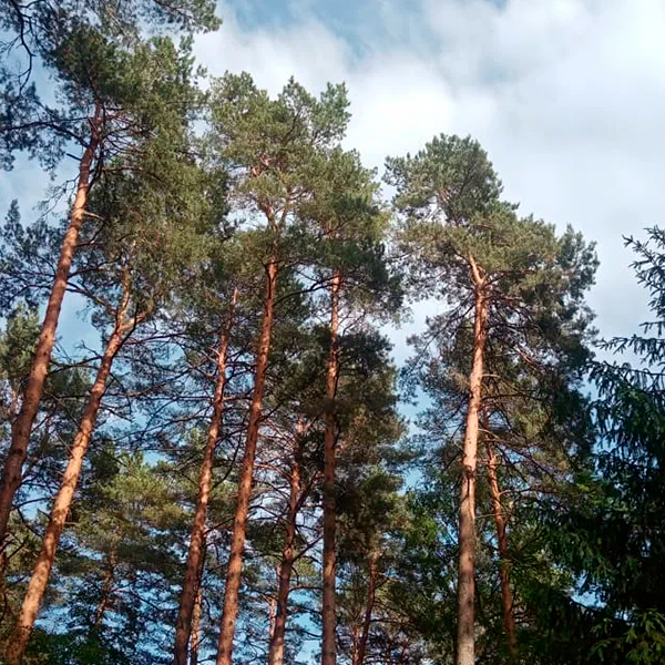 Пешие прогулки